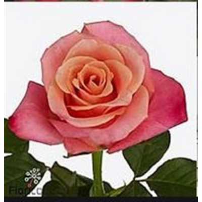 Rosa Gr Helene
