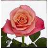Rosa Gr Helene