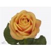 Rosa Gr Heliane Orange