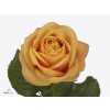 Rosa Gr Heliane Orange
