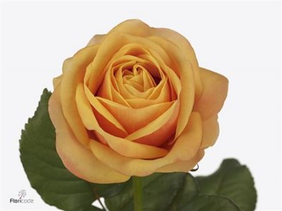 Rosa Gr Heliane Orange
