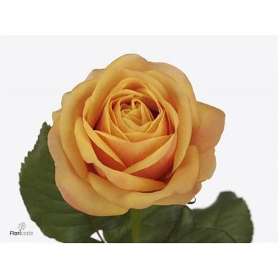 Rosa Gr Heliane Orange