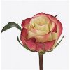 Rosa Gr Her Majestic