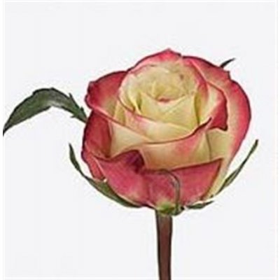 Rosa Gr Her Majestic