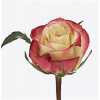 Rosa Gr Her Majestic