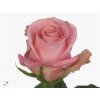 Rosa Gr Hermosa