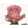 Rosa Gr Hermosa