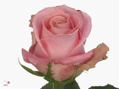 Rosa Gr Hermosa