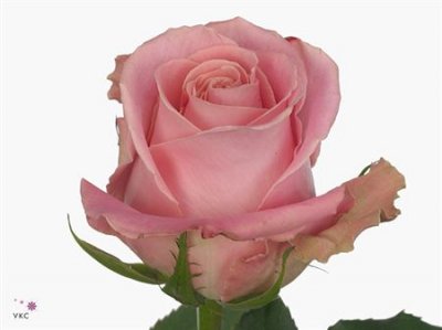 Rosa Gr Hermosa