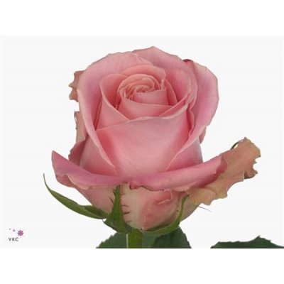 Rosa Gr Hermosa