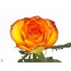Rosa Gr High & Magic