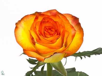Rosa Gr High & Magic