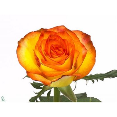 Rosa Gr High & Magic