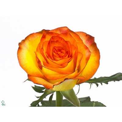 Rosa Gr High & Magic