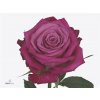 Rosa Gr I2i