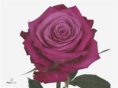 Rosa Gr I2i