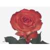 Rosa Gr Icon