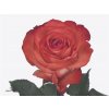 Rosa Gr Icon