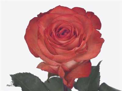 Rosa Gr Icon