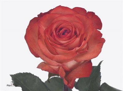 Rosa Gr Icon