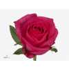 Rosa Gr Ivy