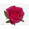 Rosa Gr Ivy