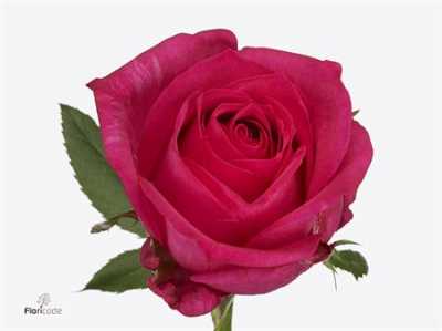 Rosa Gr Ivy
