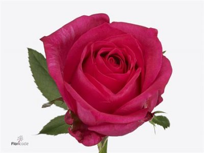 Rosa Gr Ivy