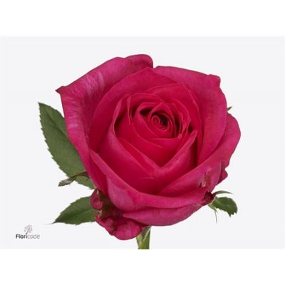 Rosa Gr Ivy