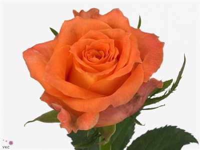 Rosa Gr Julischka