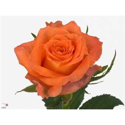 Rosa Gr Julischka