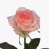 Rosa Gr Jumilia