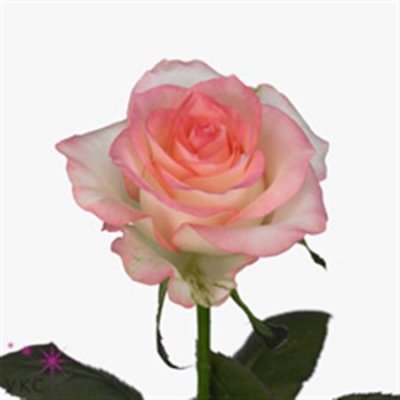 Rosa Gr Jumilia