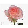 Rosa Gr Jumilia Imp