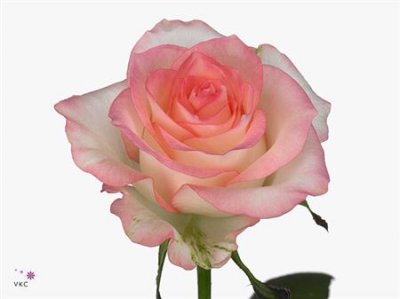 Rosa Gr Jumilia Imp