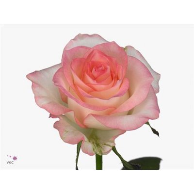 Rosa Gr Jumilia Imp