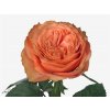 Rosa Gr Kahala