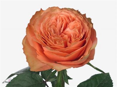 Rosa Gr Kahala