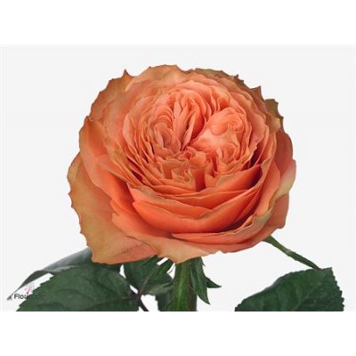 Rosa Gr Kahala