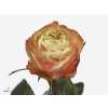 Rosa Gr Karma