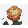 Rosa Gr Karma
