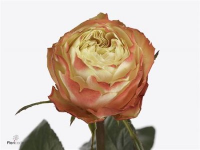 Rosa Gr Karma