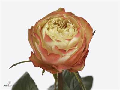 Rosa Gr Karma