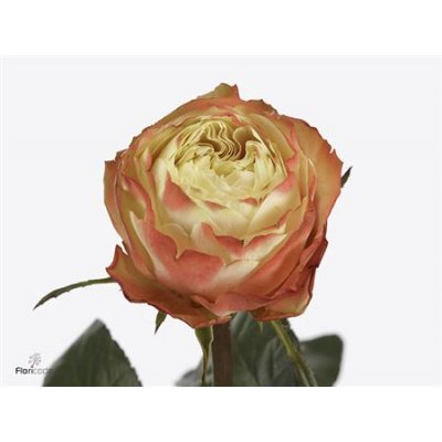 Rosa Gr Karma