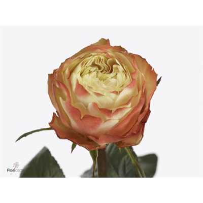 Rosa Gr Karma