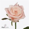 Rosa Gr Kimberly!