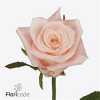 Rosa Gr Kimberly!