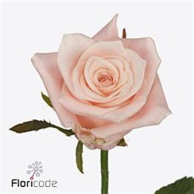 Rosa Gr Kimberly!