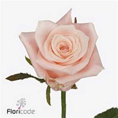 Rosa Gr Kimberly!