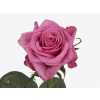 Rosa Gr Kiss Me Kate